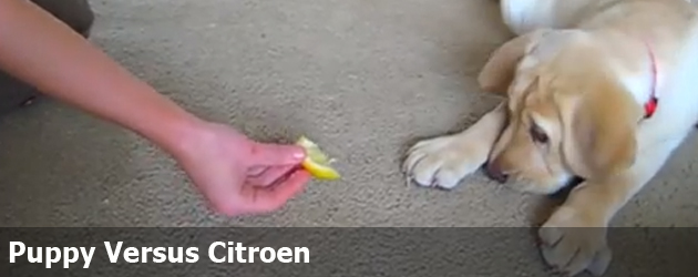 Puppy Versus Citroen