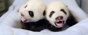 Eerste 100 Dagen Van Een Baby Panda