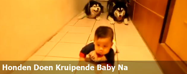 Honden Doen Kruipende Baby Na