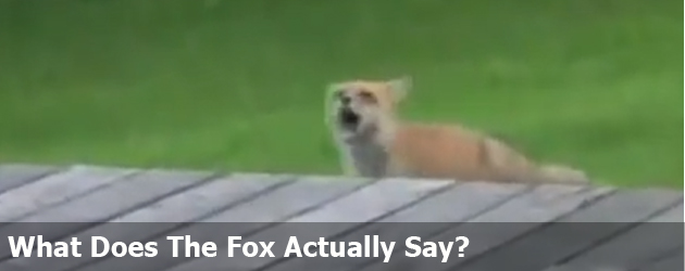 What Does The Fox Actually Say?
