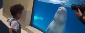 Witte Dolfijn Heeft Het Niet Zo Op Kinderen