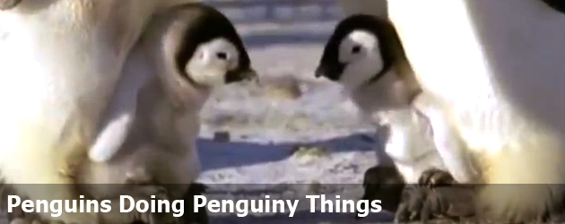 Penguins Doing Penguiny Things