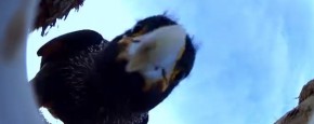 Vogel Steelt Ei-Camera En Filmt Pinguïns