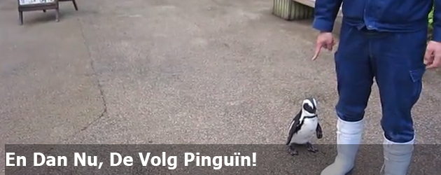 En Dan Nu, De Volg Pinguïn!