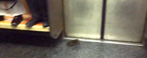Hysterisch! Een Rat In De Metro Van NY