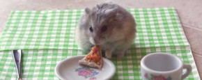 Kleine Hamster Eet Kleine Pizza
