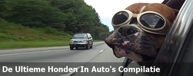 De Ultieme Honden In Auto's Compilatie