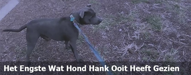 Het Engste Wat Hond Hank Ooit Heeft Gezien