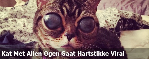 Kat Met Alien Ogen Gaat Hartstikke Viral