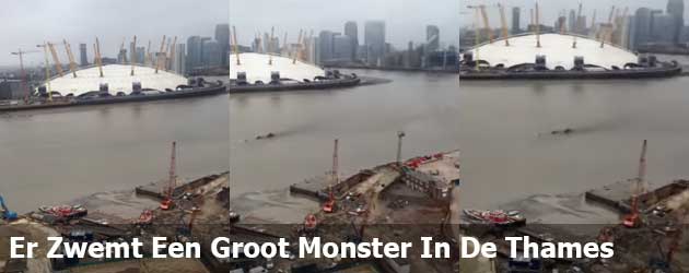 Wat Zwemt Daar  Nou Voor Groot Monster In De Thames?