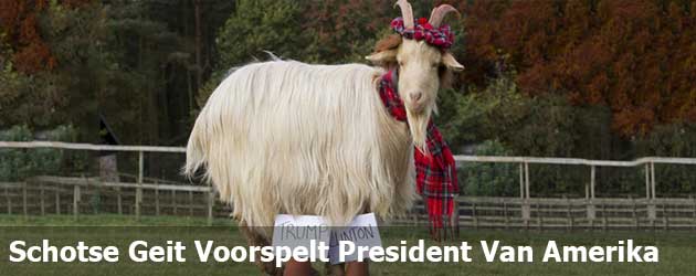 Deze Schotse geit voorspelt de nieuwe president van Amerika