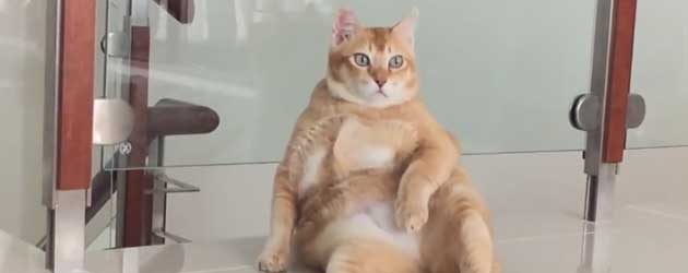 Dit Is De Meest Relaxed Kat Ter Wereld