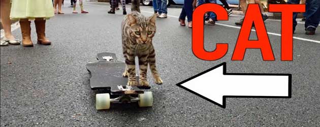 Hupsakee! Viral 202! Een Kat Op Een Skateboard