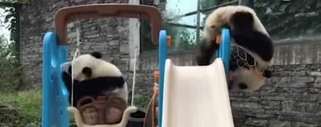Panda Baby probeert zichzelf door een basket heen te duwen