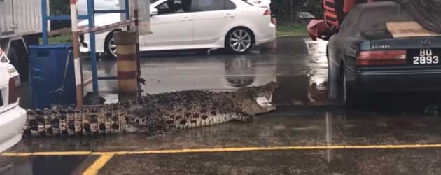 Gigantische Krokodil Bij Zijn Winkel