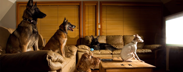 Waarom Honden Graag TV Kijken