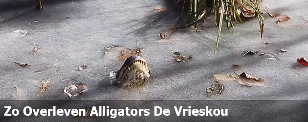 Zo Overleven Alligators De Vrieskou