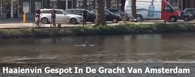 Haaienvin Gespot In De Gracht Van Amsterdam